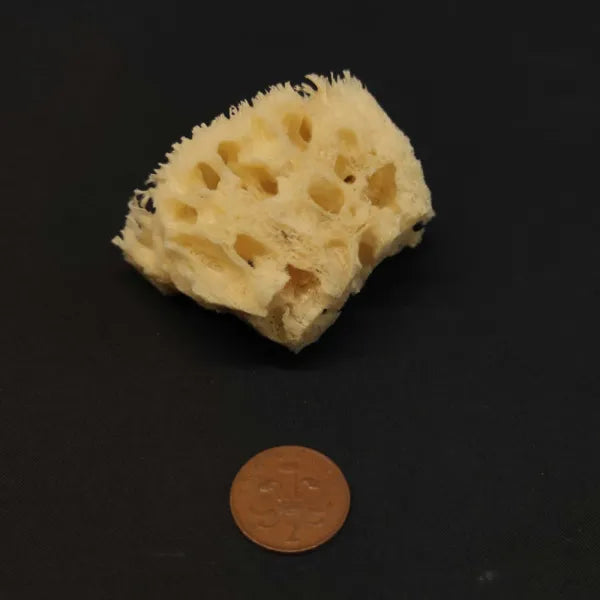 Small Open Natural Sponge 3″