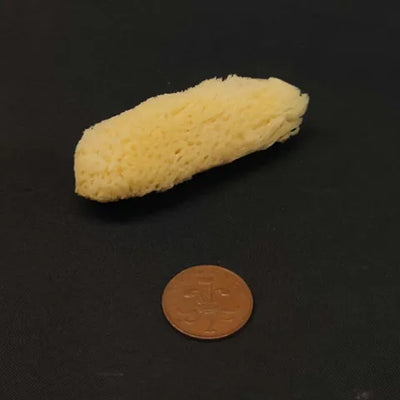 Mini Natural Sponge 2-2.5″