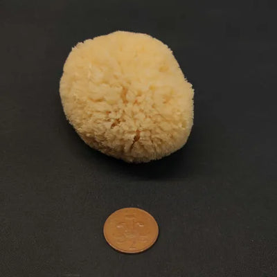 Small Fine Natural Sponge 3″