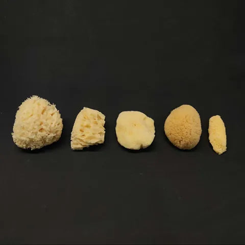 Mini Natural Sponge 2-2.5″